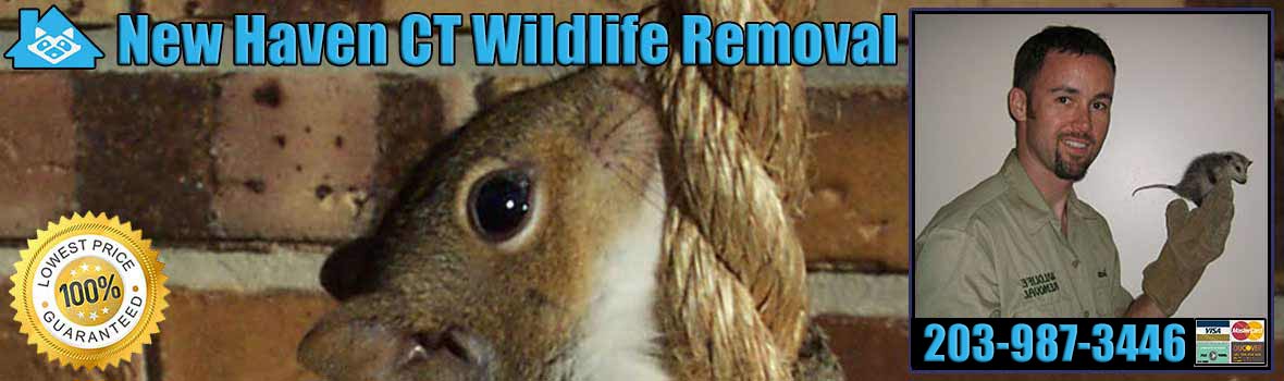 New Haven Wildlife and Animal Removal